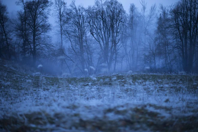 Vitalnost gozdov je v splošnem razmeroma dobra. FOTO: Jure Eržen