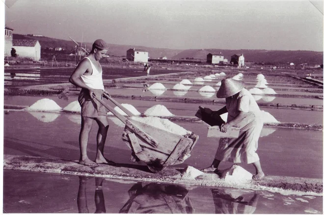 Na splošno je potreba po natriju in kloridu opisana kot potreba po soli, saj so soli glavni vir obeh hranil. FOTO: Josip Rošival