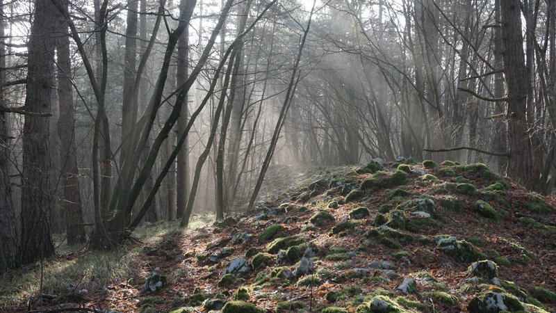 Fotografija: Ob Remeščici so vidni ostanki prazgodovinskega gradišča. Foto Katja Hrobat Virloget