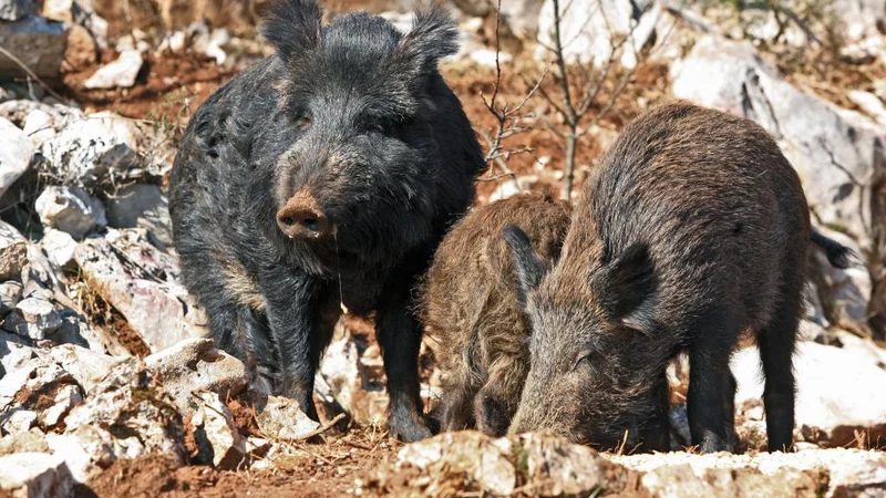 Fotografija: Namen ukrepa je zmanjšanje populacije divjih prašičev, s čimer se zmanjša tudi hitrost širjenja bolezni in doseže njeno hitrejše izkoreninjenje, pojasnjujejo na ministrstvu za kmetijstvo. FOTO: Oste Bakal