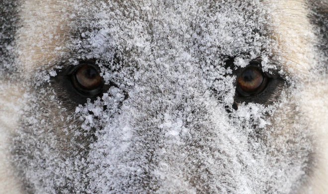 Na vprašanje, kdaj je človek udomačil psa, za zdaj še ni točnega odgovora. Vsekakor pa je dobro, da ga je. FOTO: Ilya Naymushin Reuters Pictures