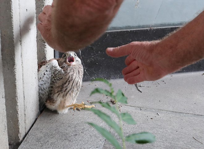 Če najdete bolno ali ranjeno ptico v naravi, pokličite zatočišče za živali prostoživečih vrst Golob z Mute. FOTO: Dejan Javornik 