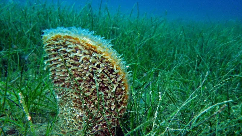 Fotografija: Raziskovalec na Morski biološki postaji Piran Borut Mavrič svari, da bodo ob dvigu temperatur tudi morebitni preživeli leščurji znova na udaru. FOTO: T. Makovec