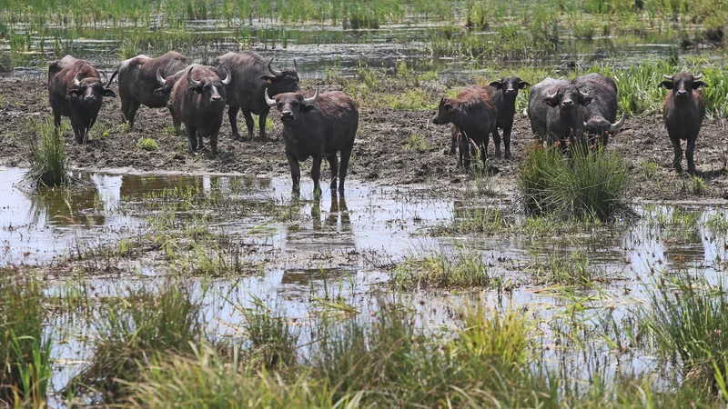 Fotografija: Ormoške lagune so tudi del zelo pomembnega omrežja mokrišč. FOTO: Tadej Regent/Delo