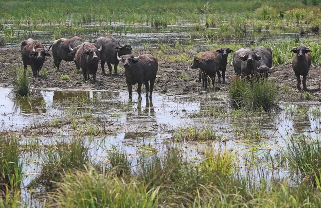 Ormoške lagune so tudi del zelo pomembnega omrežja mokrišč. FOTO: Tadej Regent/Delo