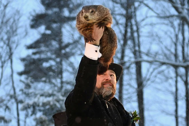 Slavni ameriški svizec Phil iz pensilvanskega Punxsutawneyja je znova razkril svojo vremensko napoved in napovedal, da bo zima trajala še šest tednov. Ko je pokukal iz svojega brloga, je namreč videl svojo senco, kar v skladu s tradicionalnim vraževerjem, ki je staro že več kot 130 let, pomeni, da zime še ne bo kmalu konec. FOTO: Alan Freed/Reuters
