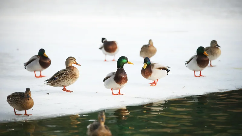 Fotografija: Nevladne organizacije s področja narave so bolj omejene kot druge. FOTO: Jure Eržen/Delo