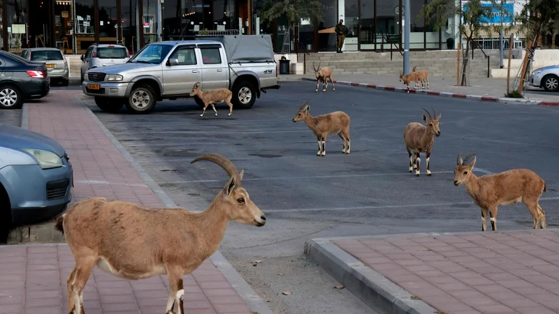 Nubijski kozorogi hodijo po ulici med nacionalno zaporo zaradi pandemije v južnem izraelskem mestu Mitzpe Ramon, ki se nahaja v puščavi Negev. FOTO: Menahem Kahana/Afp<br />
&nbsp;