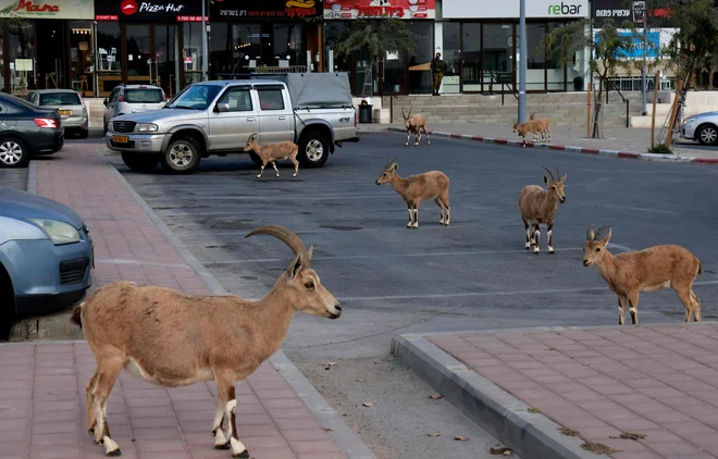 Nubijski kozorogi hodijo po ulici med nacionalno zaporo zaradi pandemije v južnem izraelskem mestu Mitzpe Ramon, ki se nahaja v puščavi Negev. FOTO: Menahem Kahana/Afp<br />
