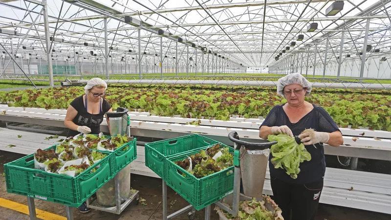 Fotografija: Podporo pri okrevanju bi morali dobiti tudi projekti lokalne pridelave hrane, ki so oživeli med epidemijo. FOTO: Tadej Regent/Delo