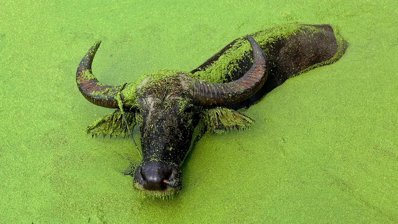 Fotografija: Zvedavost in pogum sta vrlini, ki bosta krasili leto bivola. FOTO Jianan Yu/Reuters