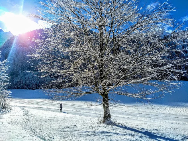 Osamljen smučar tekač. FOTO: Miroslav Cvjetičanin