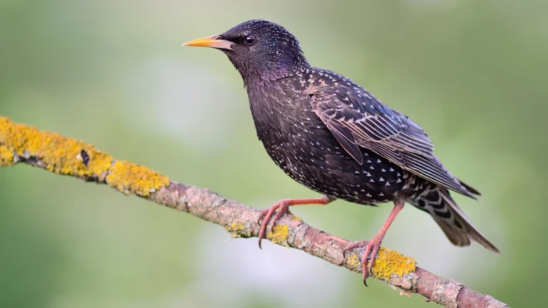 Škorec je najbolj razširjena in najuspešnejša vrsta na svetu. FOTO: Shutterstock