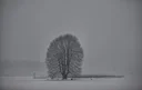 image_alt