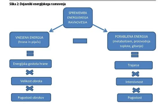 Dejavniki energijskega ravnovesja. FOTO: Polet/Delo