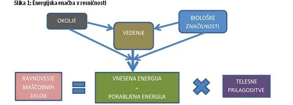Energijska enačba v resničnosti. FOTO: Polet/Delo