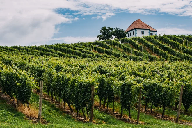 Vinograd Zlati grič, pogled na Vinogradniški dvorec iz 15. stoletja FOTO: Matic Kremžar