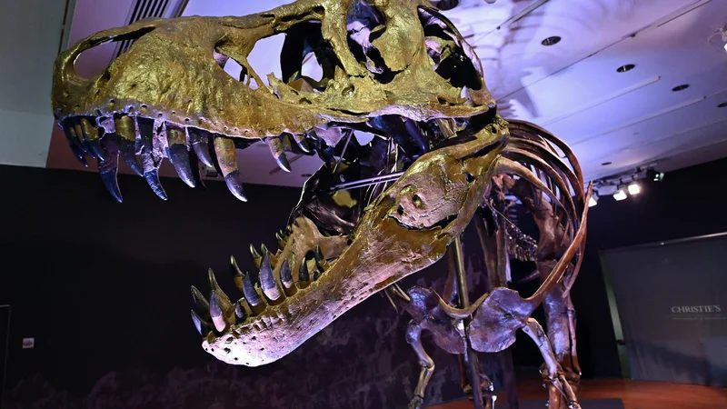 Fotografija: Poleg dinozavrov je v velikem uničenju izumrlo tri četrtine živalskih vrst. FOTO: Angela Weiss/AFP