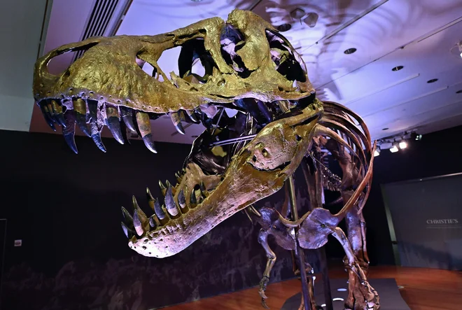 Poleg dinozavrov je v velikem uničenju izumrlo tri četrtine živalskih vrst. FOTO: Angela Weiss/AFP