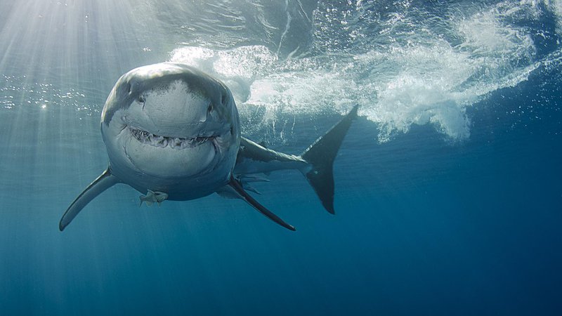 Fotografija: Belega morskega psa bomo redko srečali v Jadranu. FOTO: Guliver/Getty Images