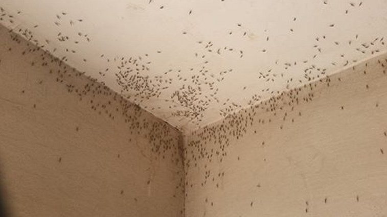 Fotografija: Grozljivka v Osijeku: komarji so vsepovsod. FOTO: Facebook, posnetek zaslona