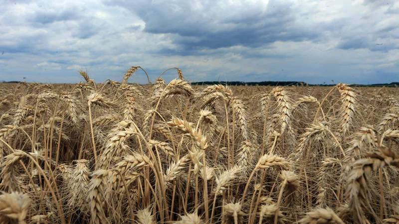 Fotografija: Ključna razvojna priložnost v Pomurju je zdravju prijazna ponudba. Foto: Tadej Regent/Delo