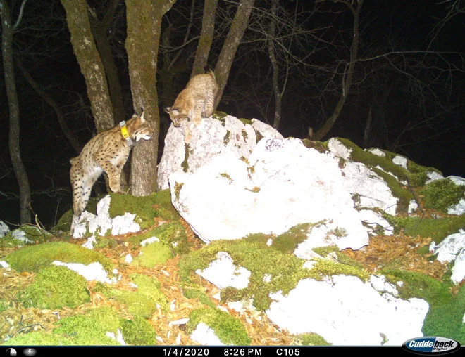 Teja in mladič, za zdaj mu rečejo Gorujček. FOTO: ZGS