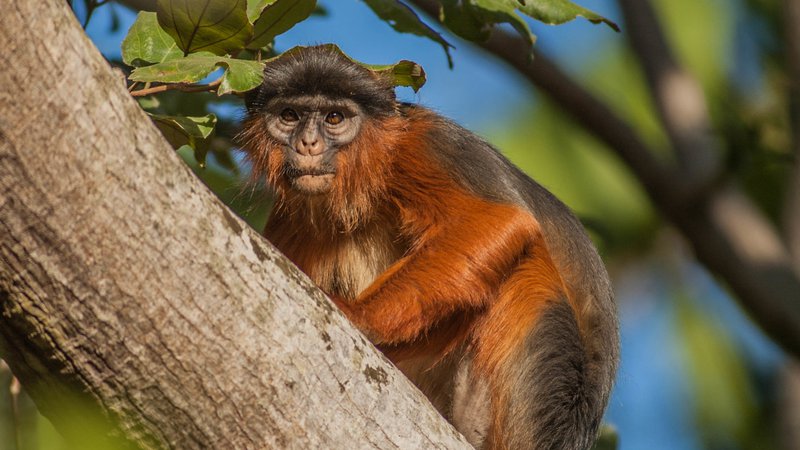 Fotografija: Na Zanzibarju pogrešajo opico rdeči kolobus. FOTO: Wikipedia