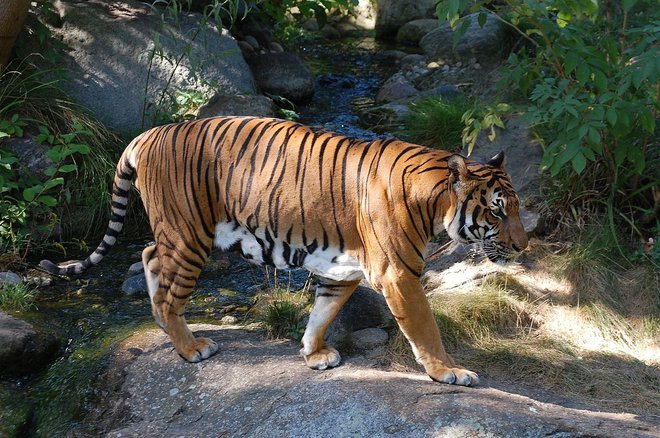 V Laosu ni več indokitajskega tigra. FOTO: Wikipedia