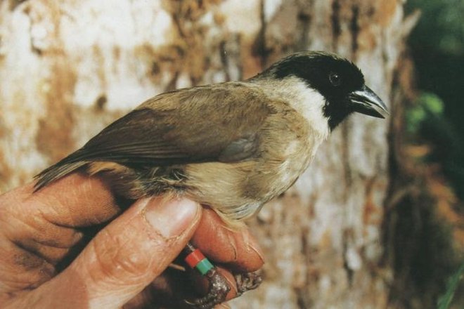 Lani se je z obličja Zemlje poslovila tudi havajska ptica po'ouli. FOTO: Wikipedia