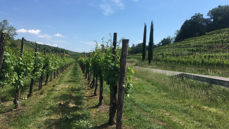 Fotografija: Sprehod med vinogradi je posebno doživetje.