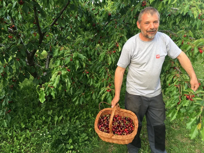 Sadjar Albin Colja iz Gornjega Cerovega v svojem češnjevem gaju