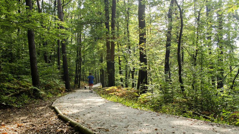 Fotografija: Golovec je priljubljen kraj za sprehode. Foto: Vita Kontič