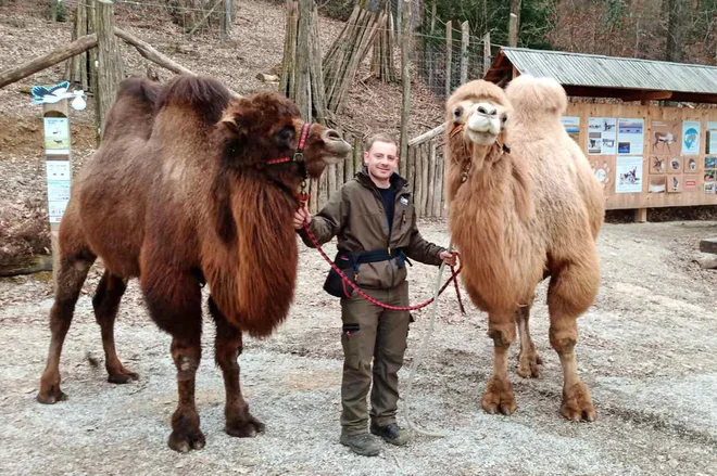 Sprehajanje kamel FOTO: Zoo Ljubljana
