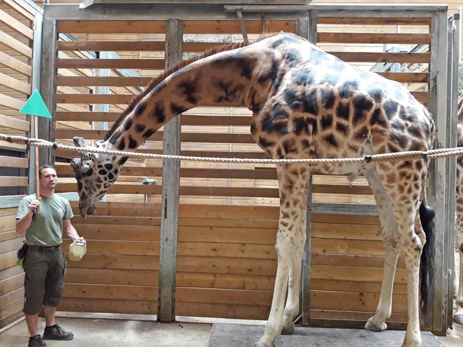 Žirafec Rastko FOTO: ZOO Ljubljana