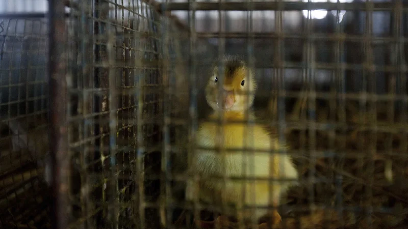 Fotografija: Bolezen lahko med domačo perjad zanesejo tudi ptice selivke. FOTO: Reuters
