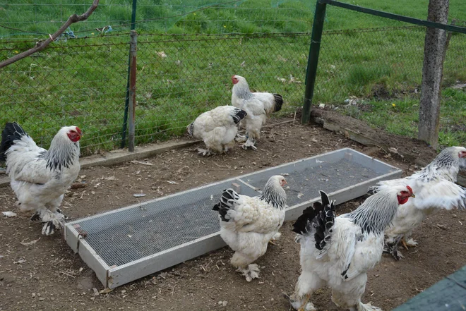Ptičja gripa je spet vseprisotna. FOTO: Oste Bakal