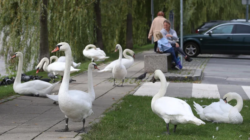 Fotografija: FOTO: Tadej Regent, Delo