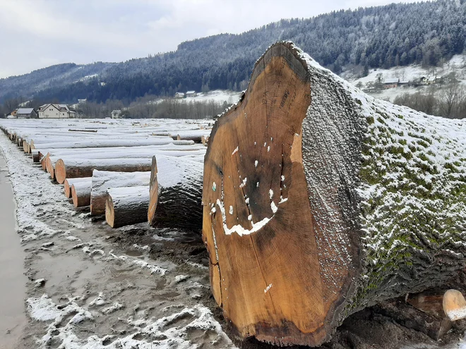 Orjaški hrast s premerom 164 centimetrov je kupil kupec iz Nemčije. FOTO: Mateja Kotnik/Delo