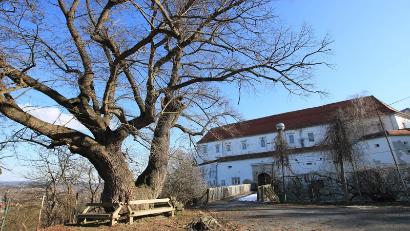 Fotografija: Zavod Muzej norosti v izpraznjenem gradu Cmurek domuje že od leta 2014, sedaj bi moral prostore izprazniti. FOTO: Jože Pojbič/Delo