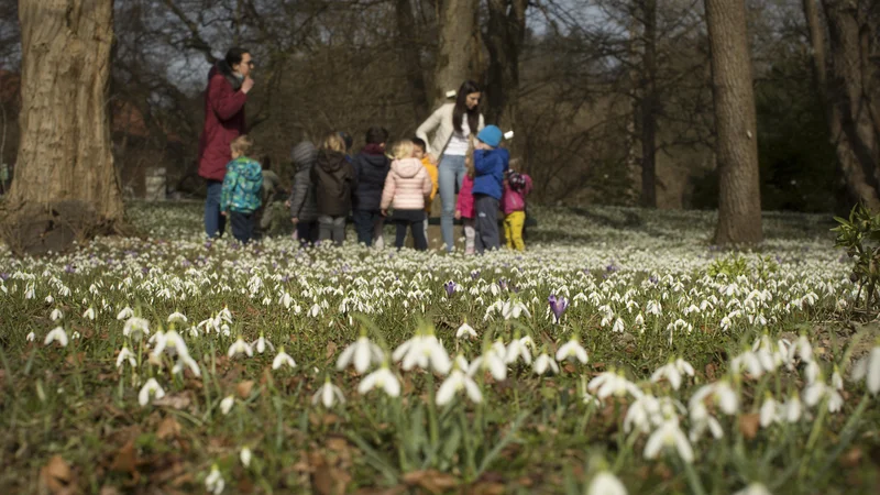 Fotografija: Pri nas naravno raste samo ena vrsta navadnega zvončka – Galanthus nivalis. FOTO: Jure Eržen/Delo