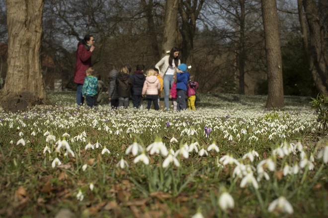 Pri nas naravno raste samo ena vrsta navadnega zvončka &ndash; <em>Galanthus nivalis</em>. FOTO: Jure Eržen/Delo