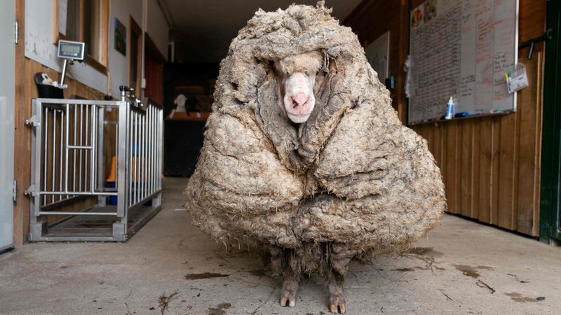 Fotografija: Divja ovca po imenu Baarack, ki je po nekaterih ocenah tavala po avstralskih prostranstvih vsaj pet let, preden so jo našli in ostrigli, je imela po letih nenadzorovane rasti na sebi kar 35 kg volne. Sedaj se nahaja na farmi v Lancefieldu v avstralski zvezni državi Victoria. FOTO: Afp