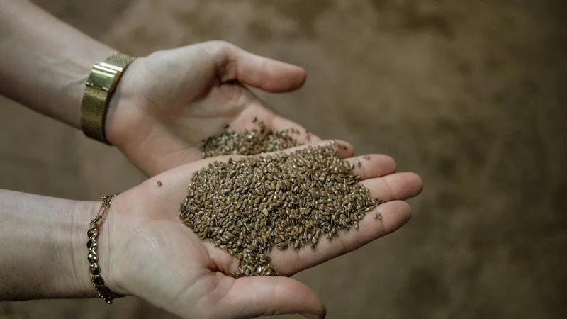 Fotografija: Premalo je predvsem ekološko pridelanih poljščin, kjer so poleg tradicionalnih pomembne tudi druge kmetijske rastline, na primer riček, lan, konoplja. FOTO: Sameer Al-Doumy/AFP