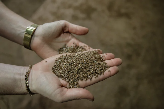 Premalo je predvsem ekološko pridelanih poljščin, kjer so poleg tradicionalnih pomembne tudi druge kmetijske rastline, na primer riček, lan, konoplja. FOTO: Sameer Al-Doumy/AFP