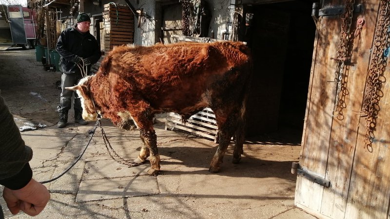 Fotografija: Shirana bikca pet let nista videla dnevne svetlobe. FOTO: Društvo za zaščito konj/Center za rejne živali Pončo