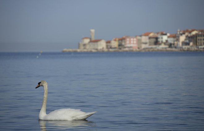 Slovenija tokrat prvič pripravlja prostorski plan za morje. FOTO: Jože Suhadolnik