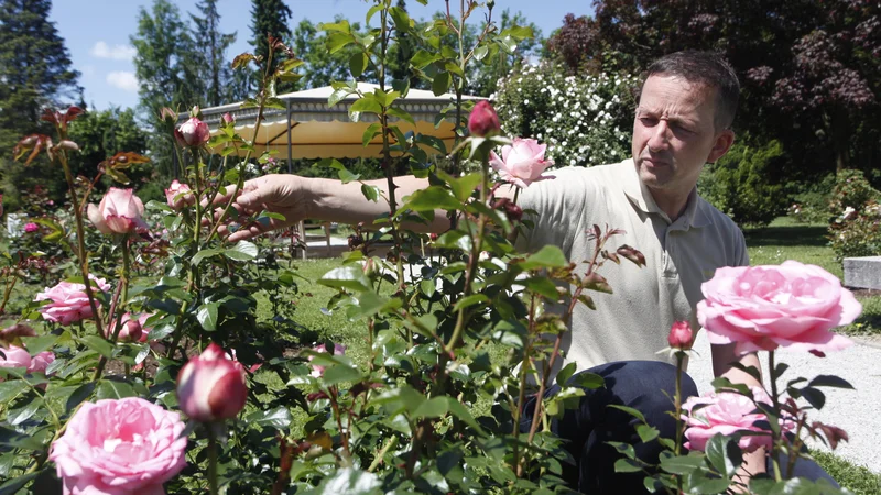 Fotografija: »Skoraj vse te vrtnice so posajene v Arboretumu v Volčjem Potoku. Ivana (Orleanska) je v posebnem rožnem vrtu, ki je povezan s papeštvom, svetniki in podobno,« razlaga Matjaž Mastnak. FOTO: Mavric Pivk/Delo