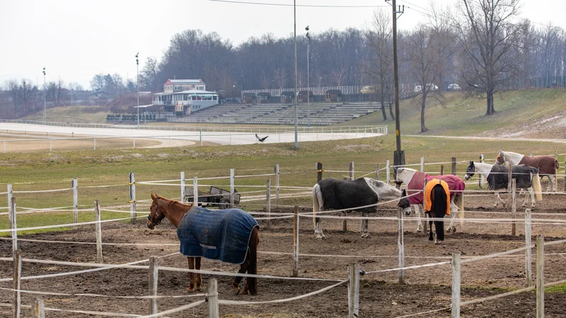 Fotografija: Javni cilji projekta so ureditev stez, jahališč in glavnega hipodromskega objekta s tribunami. FOTO: Voranc Vogel/Delo