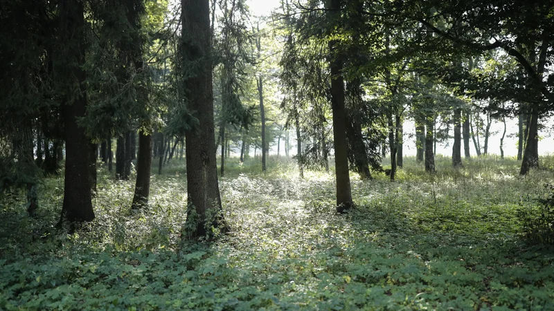 Fotografija: Vodovarstvena območja, ki nam danes varujejo vodo na naših pipah, so zato prva območja, kjer moramo preprečiti vnos nevarnih in omejiti vnos vseh drugih snovi. Foto Uroš Hočevar/Delo